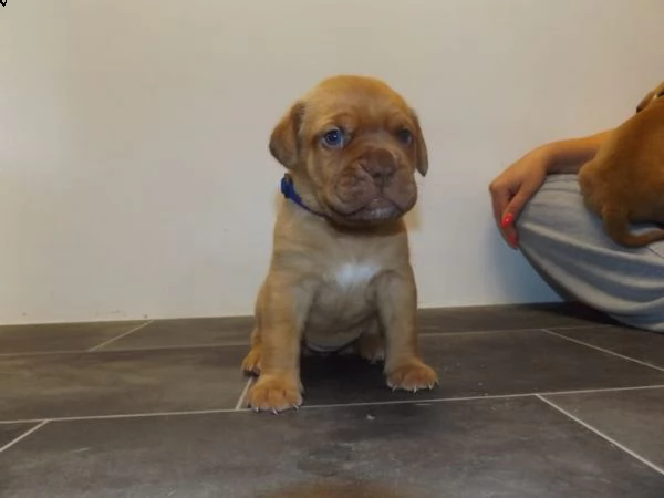 disponibili cuccioli di dogue de bordeaux