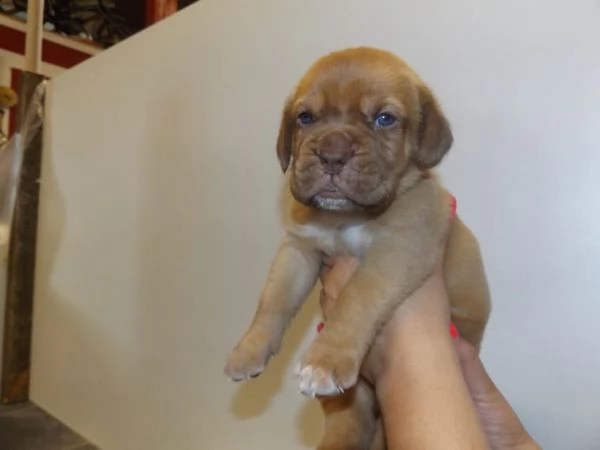 disponibili cuccioli di dogue de bordeaux | Foto 0