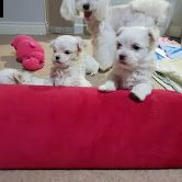  4 cuccioli di maltese toy