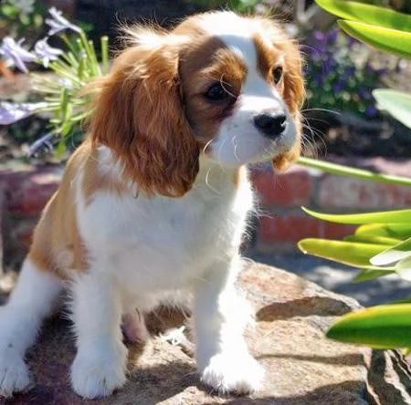 vendita cucciolo cuccioli di cavalier king.....