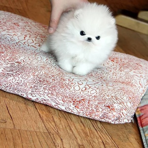 pomeranian