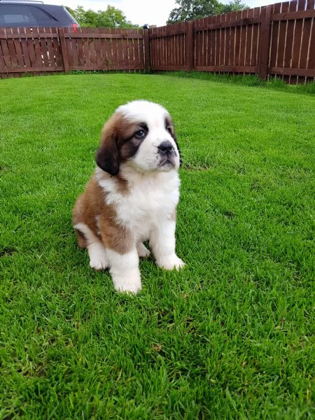 regalo san bernardo cuccioli  abbiamo due di questi cuccioli. un maschio e una femmina. sono molto s