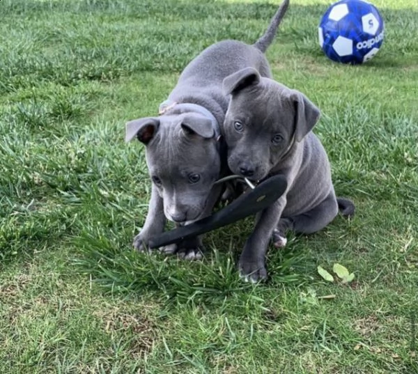 amstaff blue | Foto 0