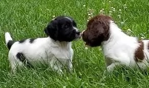 cucciolo di springer spaniel tenerissimi intrigantissimi e buonissimi di 70 giorni sia maschi che fe