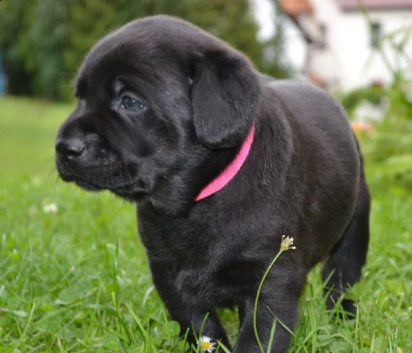 cuccioli di labrador neri