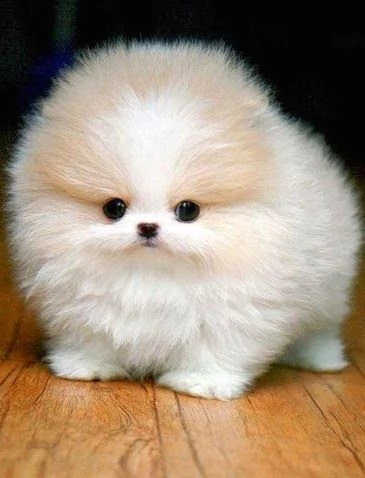 email : ameliajefferson80[at]gmail[.com] adorabili cuccioli di pomerania volpino femminucce e maschietti 