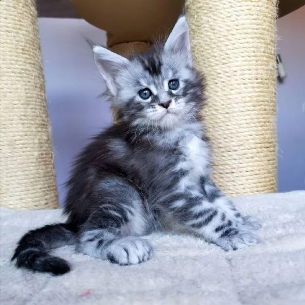 maine coon 