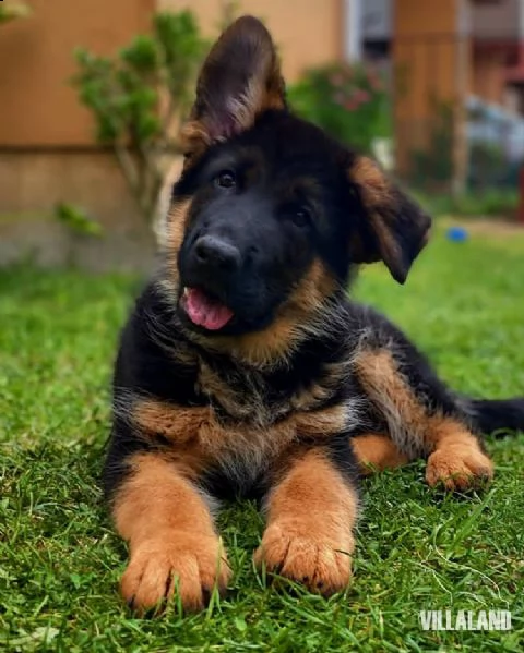 cuccioli di pastore tedesco in adozione