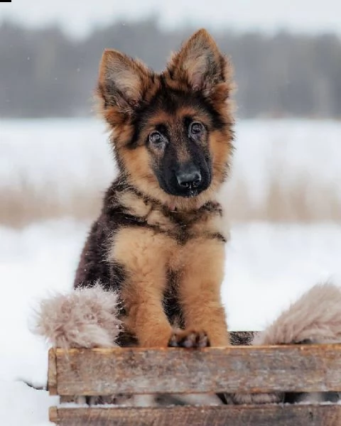 cuccioli di pastore tedesco in adozione | Foto 1