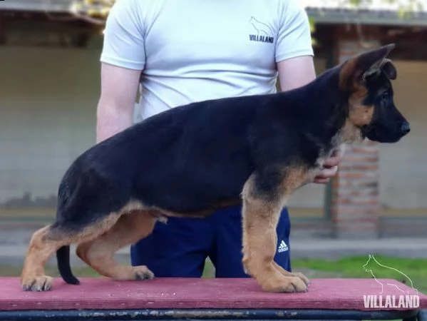 cuccioli di pastore tedesco in adozione | Foto 0