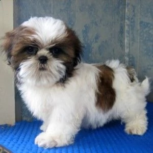 email : ameliajefferson80[at]gmail[.com] in adozione cucciolata di shih tzu prestigiosa e favolosi cuccio | Foto 0