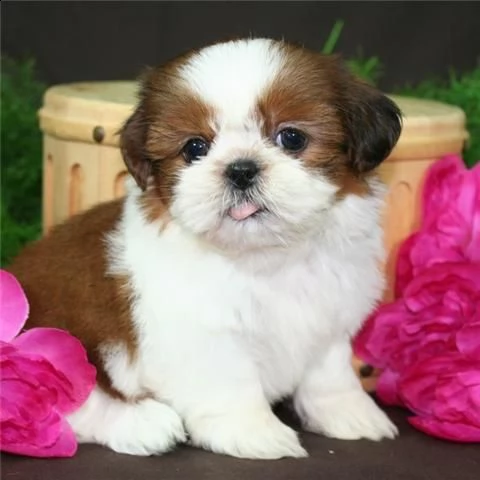 email : ameliajefferson80[at]gmail[.com] in adozione cucciolata di shih tzu prestigiosa e favolosi cuccio