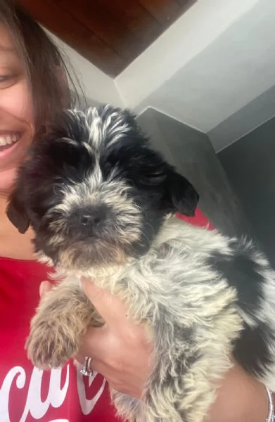 Cuccioli lagotto