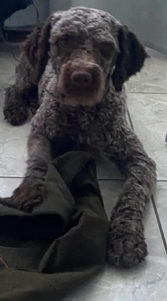 Cuccioli lagotto | Foto 0