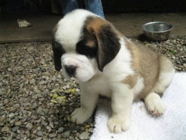 pura razza cuccioli di san bernardo per adozione