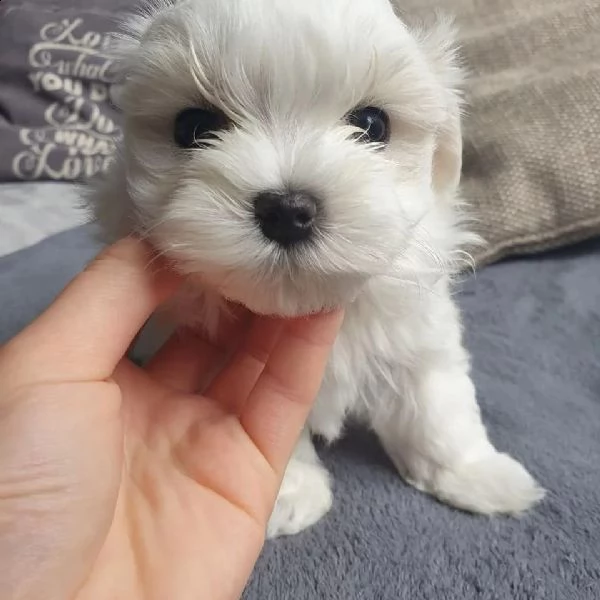 cuccioli di barboncino maltese