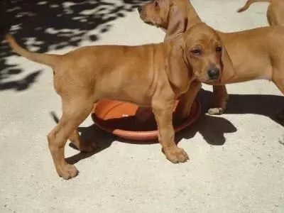  regalo dolci cuccioli segugio per l'adozione