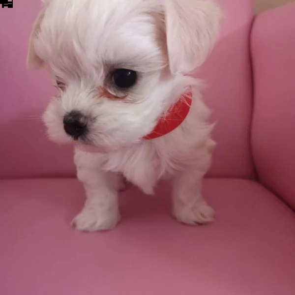 cuccioli di maltese toy