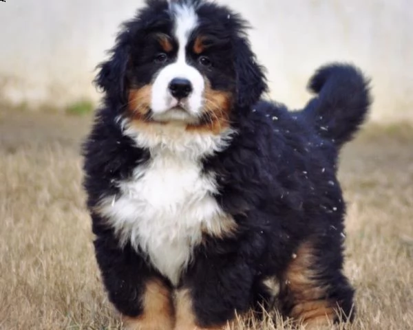 disponibili cuccioli bovaro del bernese