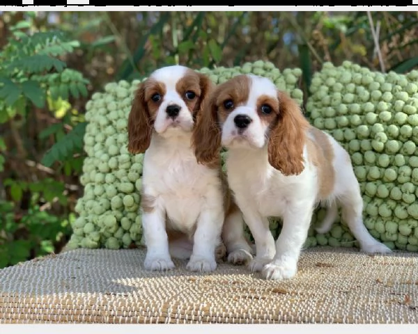 cavalier king cuccioli