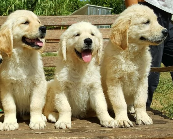 vendita cuccioli di golden retriever con pedigree