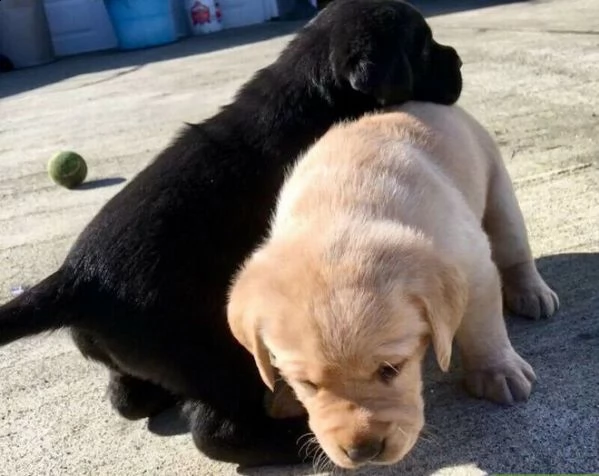 bellissimi cuccioli di labrador retriever