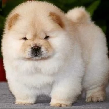 vendita cucciolo cuccioli di chow chow