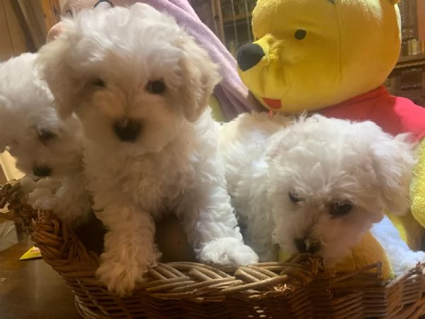 Bichon frisè | Foto 1