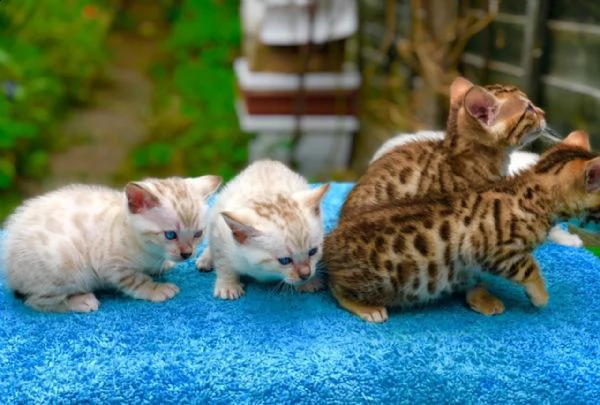 bengala gattini cuccioli genealogia top | Foto 1