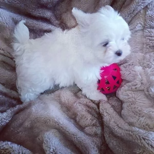 regalo maltese——-/