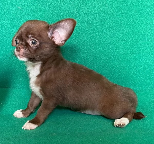 Chihuahua con pedigree | Foto 1