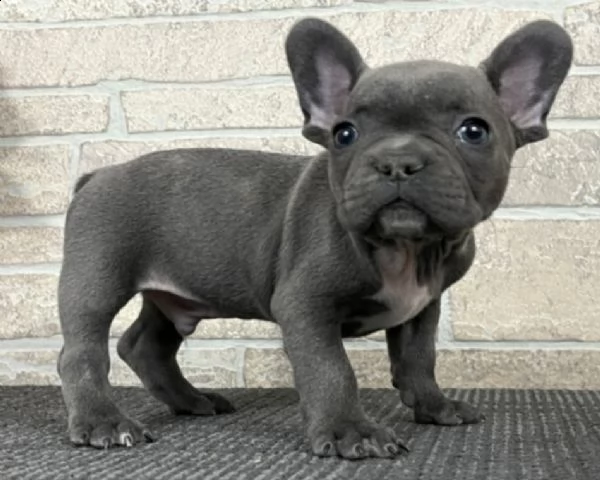 regalo cucciolo regalo cuccioli di cane a bulldog francese