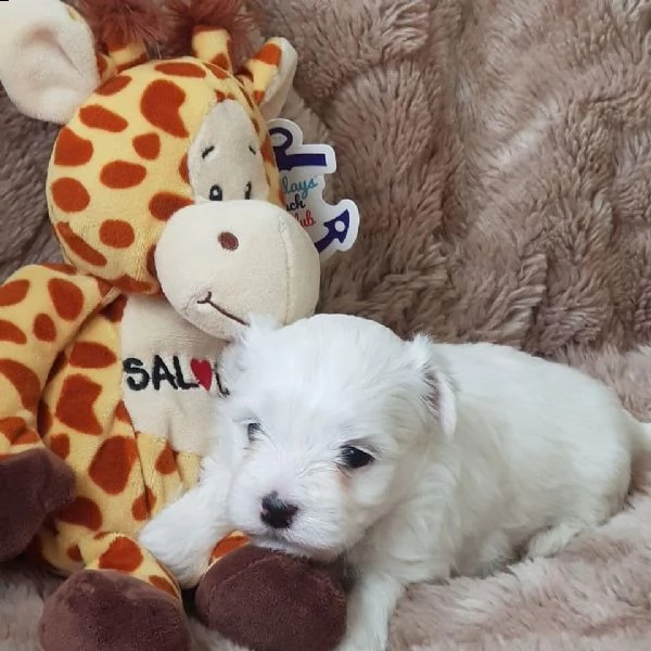 cuccioli di maltese toy