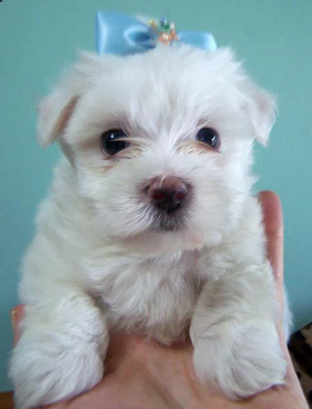 bellissimo cucciolo maltese che ha bisogno di una nuova casa///redfgj | Foto 1