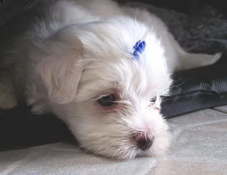 bellissimo cucciolo maltese che ha bisogno di una nuova casa///redfgj | Foto 0