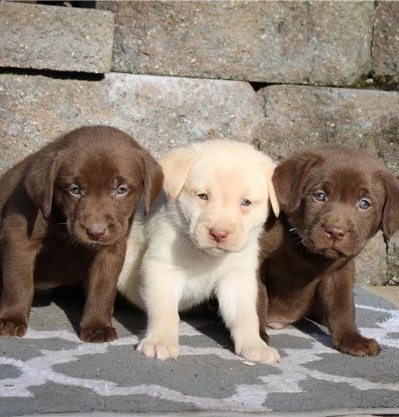 tesoro cuccioli di labrador