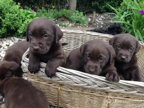 tesoro cuccioli di labrador | Foto 0