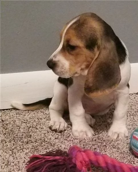 bellissimi cuccioli di beagle in vendita