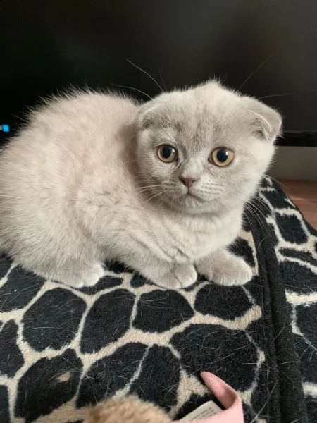 cuccioli scottish fold