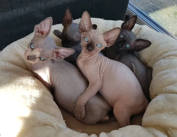 canadian sphynx