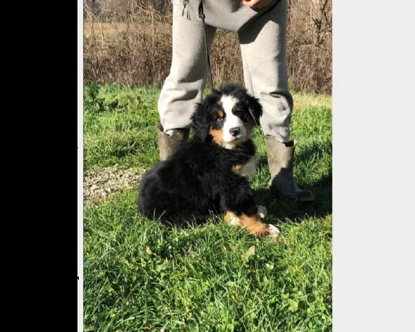 bovaro del bernese pedigree