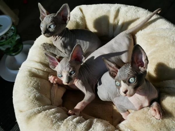 cuccioli sphynx