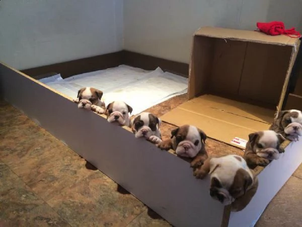 cuccioli di bulldog inglese