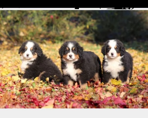 vendita cucciolo cuccioli di bovaro del bernese