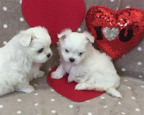 cucciolo di maltese mini mini toy generosissimo bellissimo