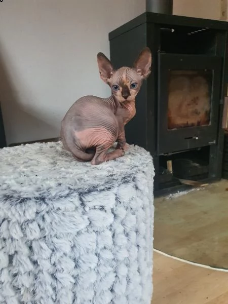 cuccioli di canadian sphynx