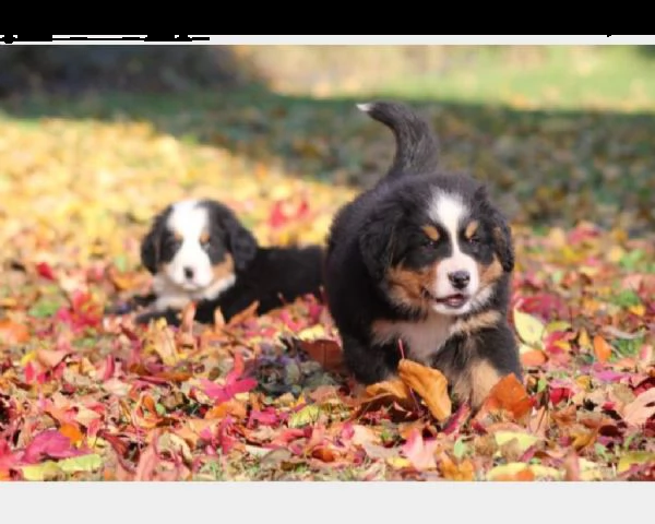 accoppiamento stallone bovaro del bernese