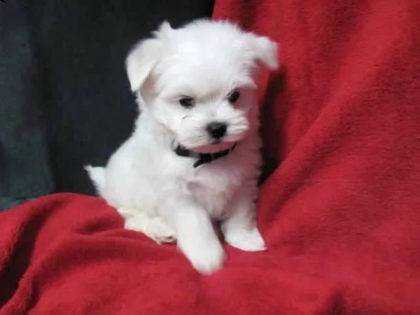 2regalo maltese toy | Foto 0