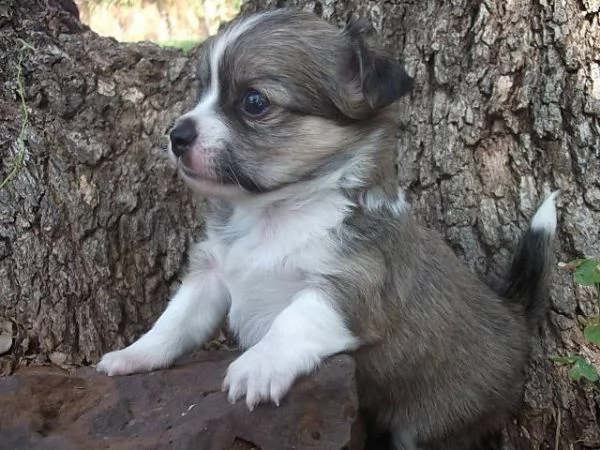 lovely chihuahua puppies for free adoption //// | Foto 0