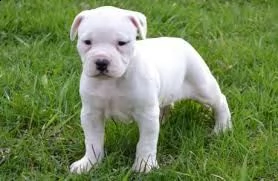 email : ameliajefferson80[at]gmail[.com] adorali cuccioli di americano pitbull femminucce e maschietti di